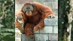 Quanti oranghi rimangono al mondo?