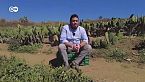 El impacto nutricional del nopal trasciende fronteras - ¡Aquí estoy!