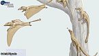 Primo dinosauro piumato dell'emisfero meridionale - Elon Musk punta a Marte - Science News