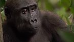 Mitos del Congo - regiones más misteriosas y peligrosas de la Tierra - Gorilas