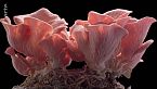 I funghi governano il mondo?