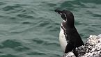 Impresionantes imágenes de la naturaleza salvaje de las Galápagos