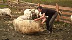 Los inversores extranjeros les quitan las tierras a los agricultores rumanos