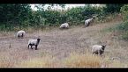 Territorio Mapuche: Conflicto en el Wallmapu