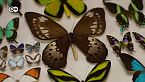 Las mariposas y el comercio de especies amenazadas