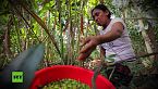 Cardamomo: Sudor y lucro