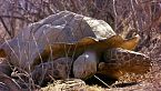 Explorando el diverso mundo de las tortugas terrestres y marinas
