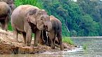 Gigantes majestuosos: Explorando el mundo de los elefantes