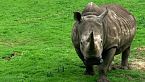 Desvelando los misterios de hipopótamos y rinocerontes - Gigantes de la naturaleza