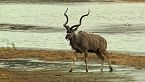 Cuernos y pezuñas - La asombrosa diversidad de la vida de los antílopes