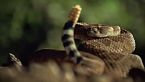 Explorando la naturaleza salvaje: Un encuentro cercano con dragones, víboras y monstruos
