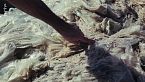 Spagna: ad Almeria, un mare di plastica