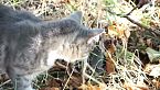 Il devastante impatto ecologico dei gatti