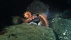 Secretos de las profundidades: la misteriosa vida de los pulpos gigantes del Pacífico