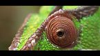 Animales con una visión inusual