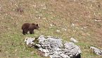 L'orso bruno del Trentino