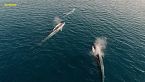 Messico pelagico - Un viaggio dal Mediterraneo ai tropici