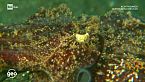 Sott'acqua - Animali dalle forme e dai colori inaspettati - Preda o predatore