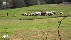 Il pastore delle Alpi