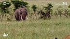 Le sorelle della savana