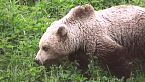 Perché non temere l'orso
