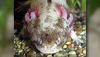 Axolotl: la salamandra che non cresce mai (e che è quasi estinta)
