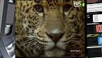 Il mondo di Quark - I gatti selvatici dell'America Latina