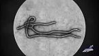 Virus: Ebola