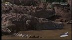 I predatori della notte - I coccodrilli