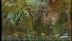 L'ultima tigre