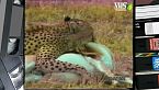 Nel regno degli animali