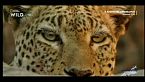 Africa - Predatori letali III - Il branco più forte