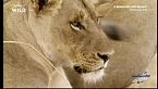 Africa - Predatori letali III - Un leone adulto