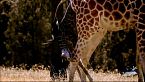 Le ultime giraffe