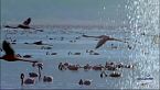 Beautiful Serengeti: L'inseguimento