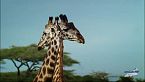 Beautiful Serengeti: La competizione