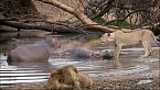 Beautiful Serengeti: I rivali