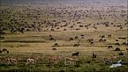 Beautiful Serengeti: La migrazione