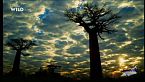 Madagascar: la perla dell'Africa