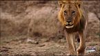 Big cat country - L'invasione ha inizio