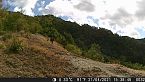Il bramito del cervo: trekking nel bosco d'autunno!