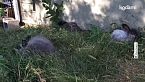 Come è fatto il coniglio d'angora, la razza con il pelo "da pecora" da cui si produce la lana