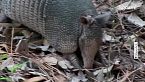 Come fa l'armadillo ad appallottolarsi? I segreti di questo piccolo corazzato