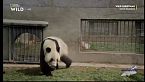 Il panda