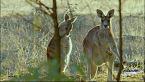 La vita segreta del canguro - L'unione fa la forza