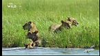 Le meraviglie dell'Okavango - Sopravvivere