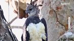 Chi è davvero l'aquila arpia e perché questo enorme rapace ricorda una figura mitologica