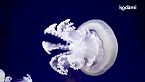 Come sono fatte le meduse e davvero ci 'pungono'?