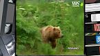 SuperQuark - I grizzly d'Alaska