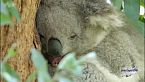 La vita segreta dei koala - La terra dei koala